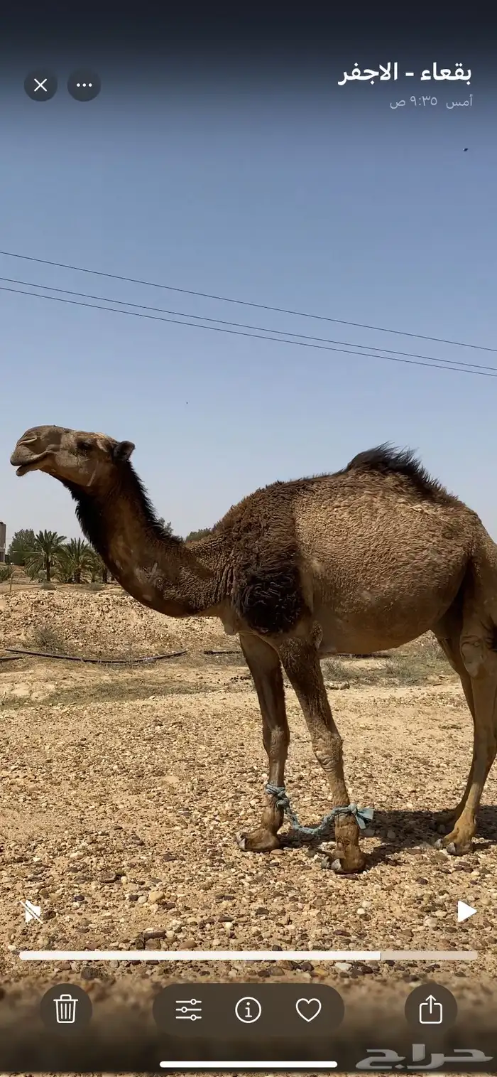 قعود اصفر جده سلطان الصفر القعود طيب 1