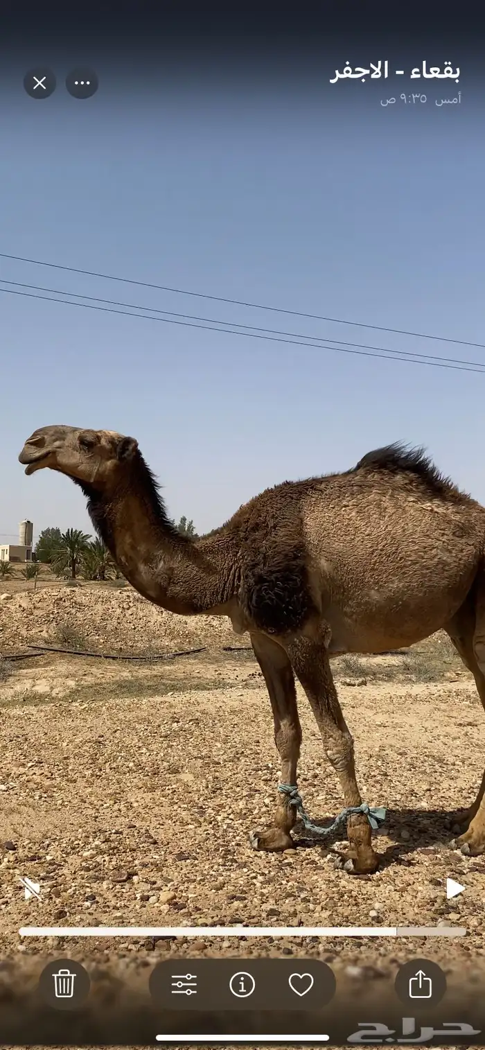 قعود اصفر جده سلطان الصفر القعود طيب 0