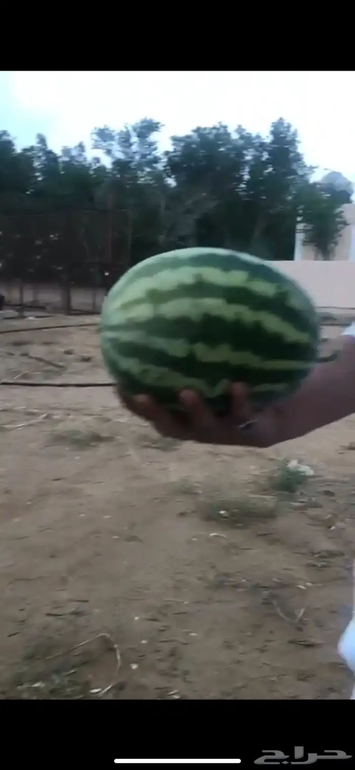 مزرعه للبيع جاهزه من جميع النواحي 15
