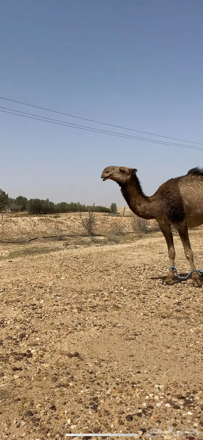 قعود اصفر جده سلطان الصفر القعود طيب 3