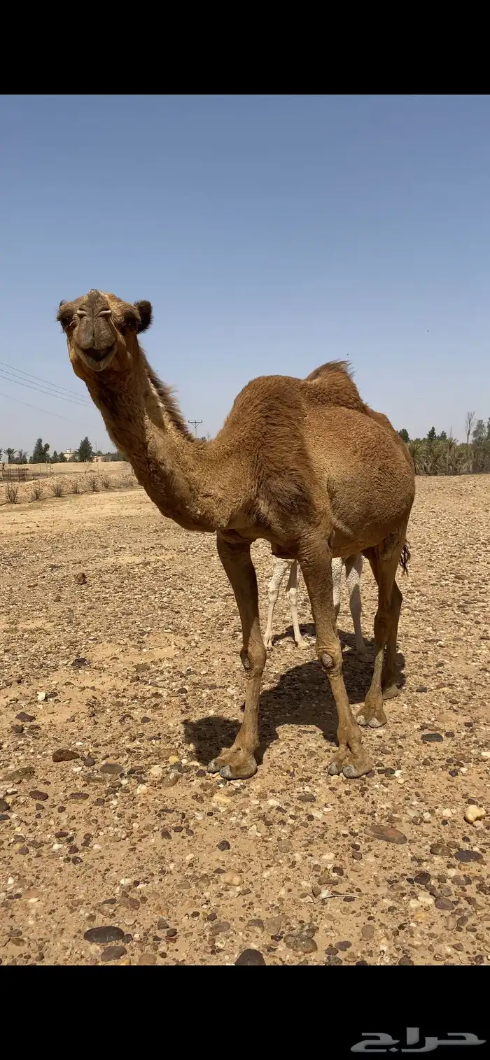 خلفه شعلا طيبه وحليبه وافر 0