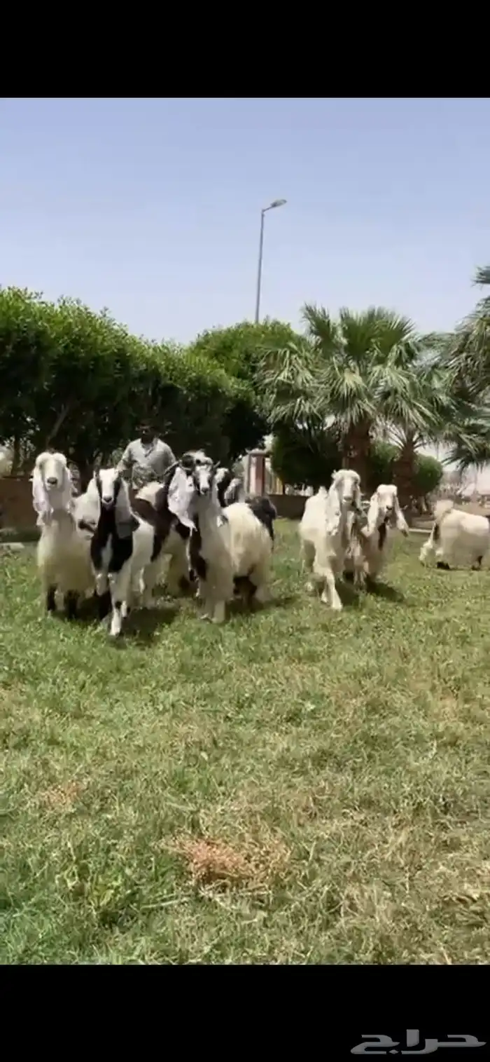 للبيع معزا ربد فاخره خصم 0