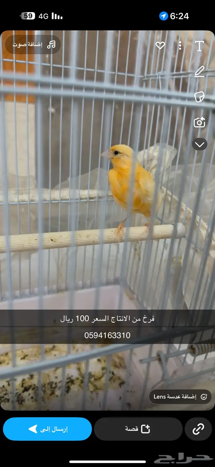 كناري تغريد اجوز وفرخ من الانتاج 0