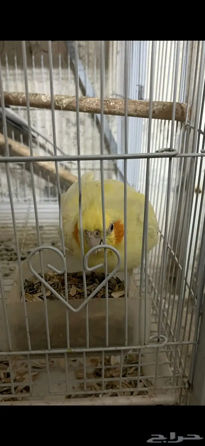 زوج كروان 1
