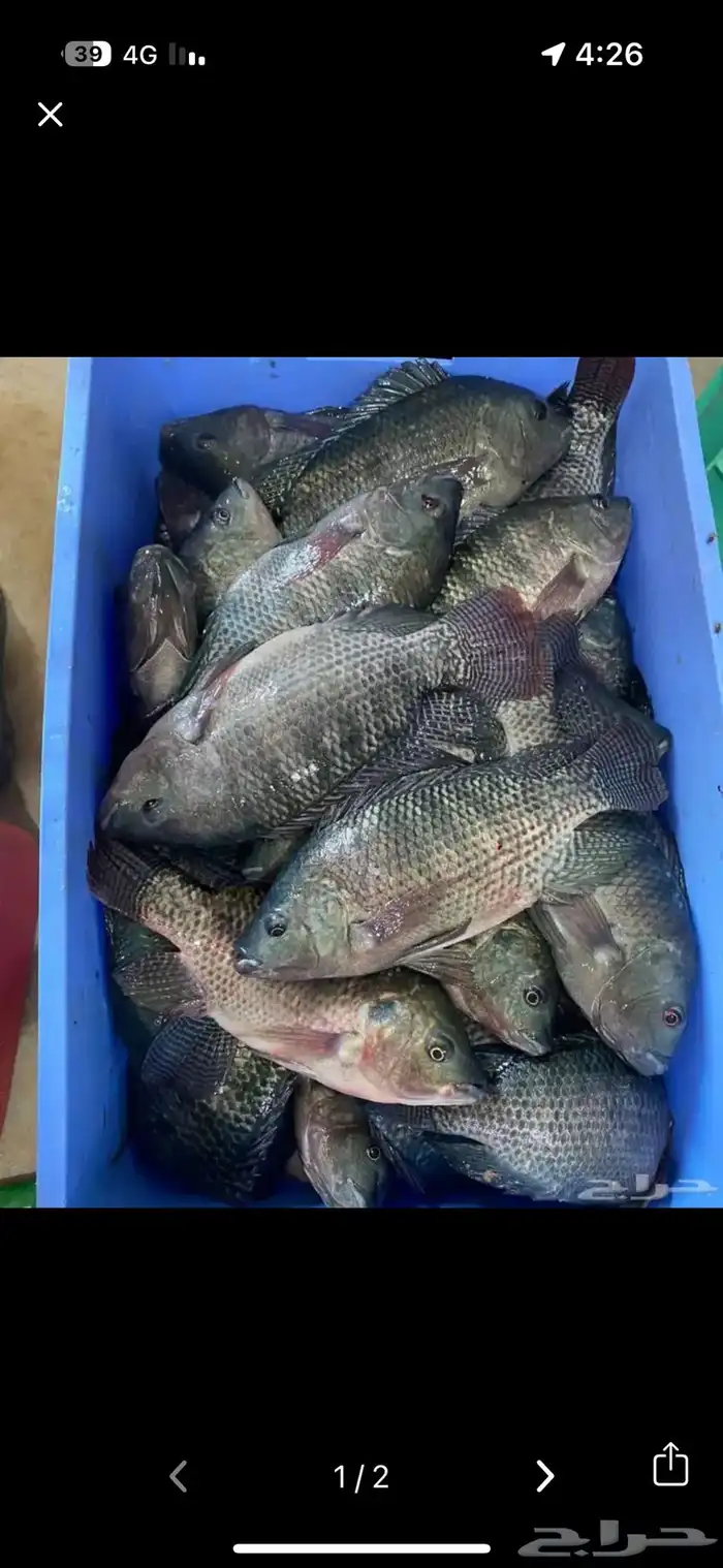 عندي 8طن سمك تايلندي جاهز احجام من 350 وطالع 7