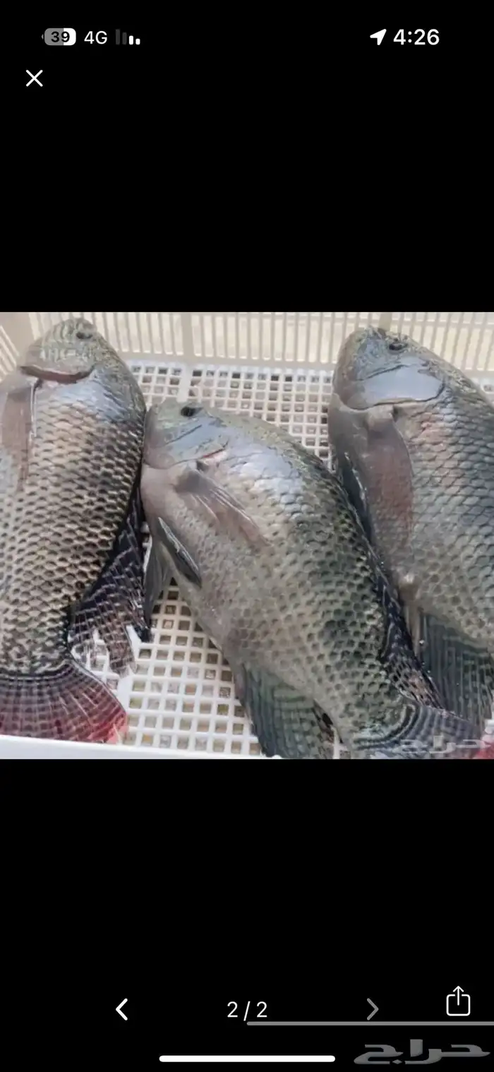 عندي 8طن سمك تايلندي جاهز احجام من 350 وطالع 6