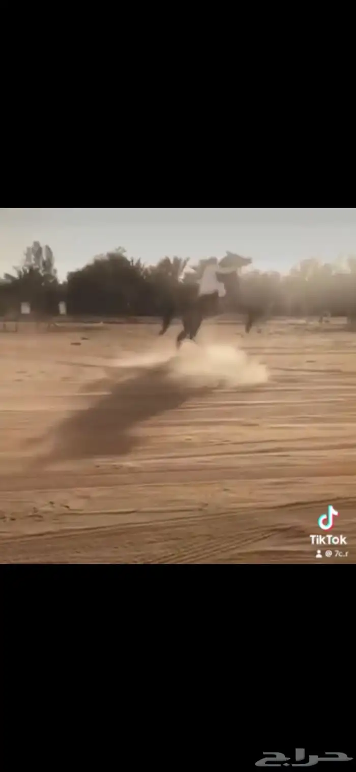 حصان شعبي 1