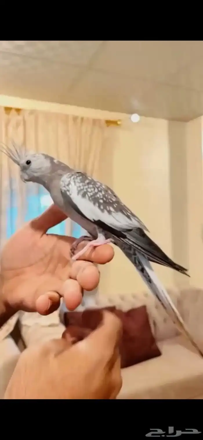 جوز كروان 2