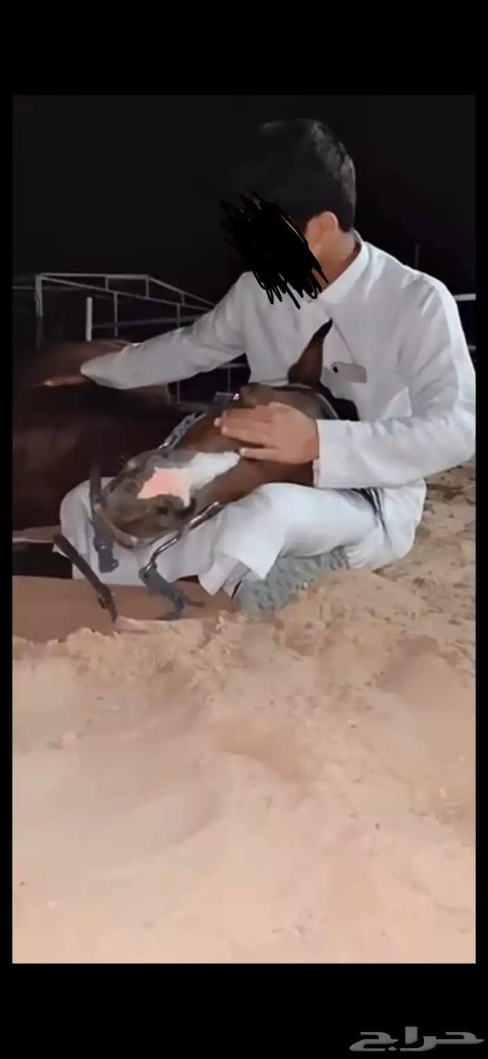 حصان شعبي 3