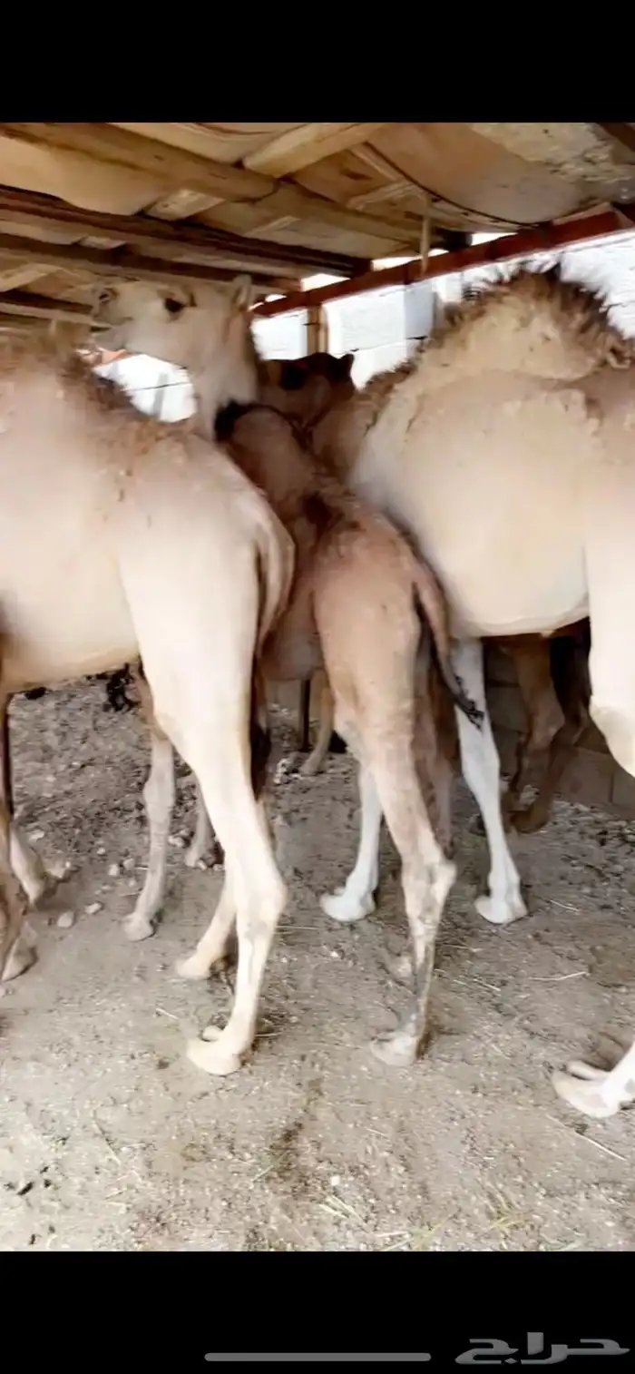 حشوان مفاريد كفو 4