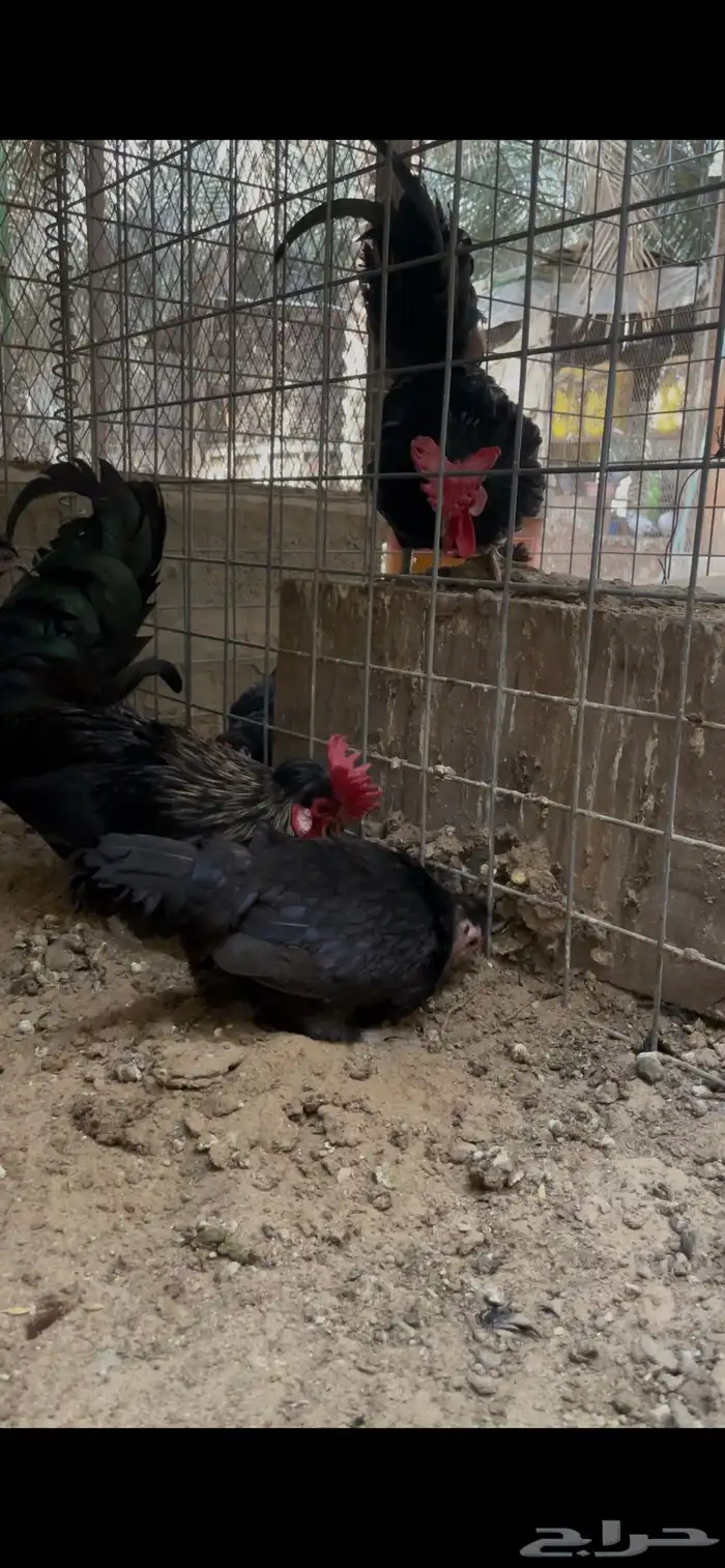 دجاج حباحب للبيع 8