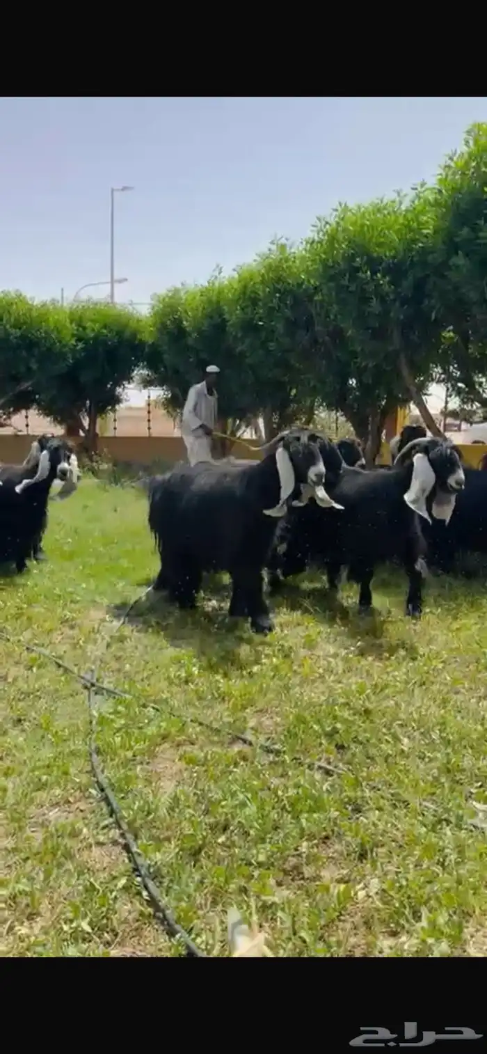 للبيع معزا عوارض نوادر خصم 5