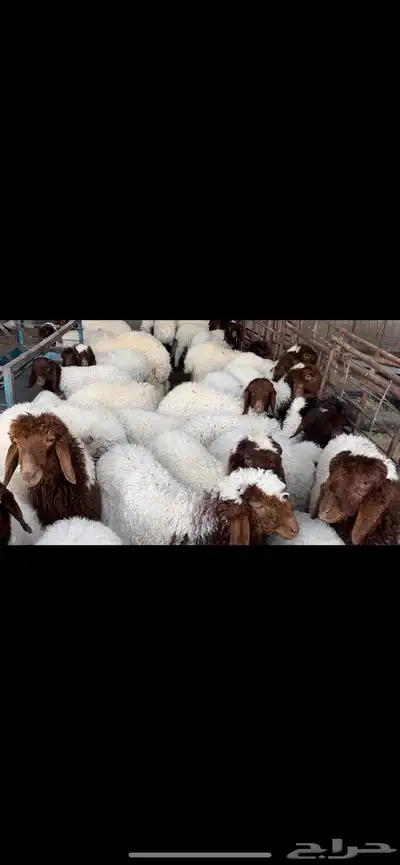 مطافيل مراح واحد طيب للبيع 8