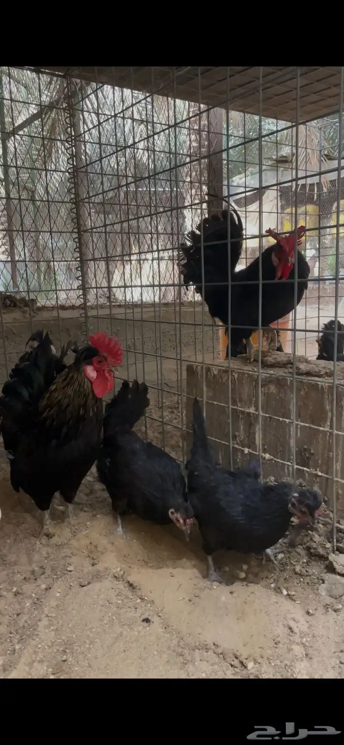دجاج حباحب للبيع 15