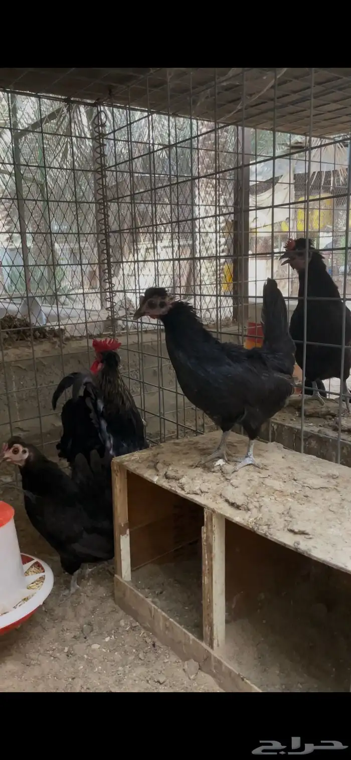 دجاج حباحب للبيع 14