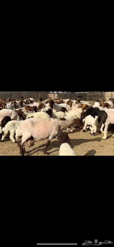 مطافيل مراح واحد طيب للبيع 15
