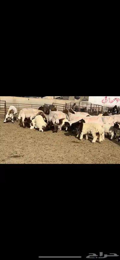 مطافيل مراح واحد طيب للبيع 0