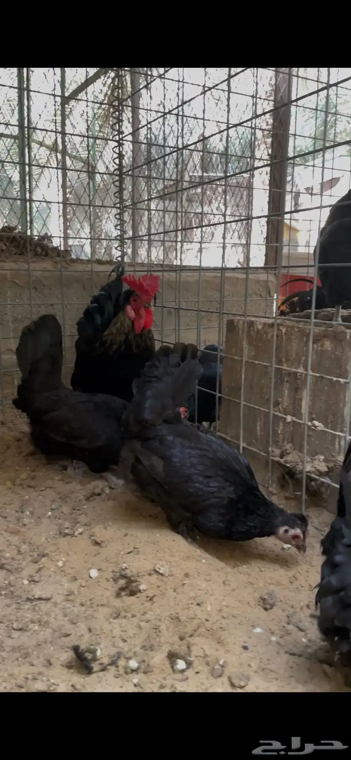 دجاج حباحب للبيع 2