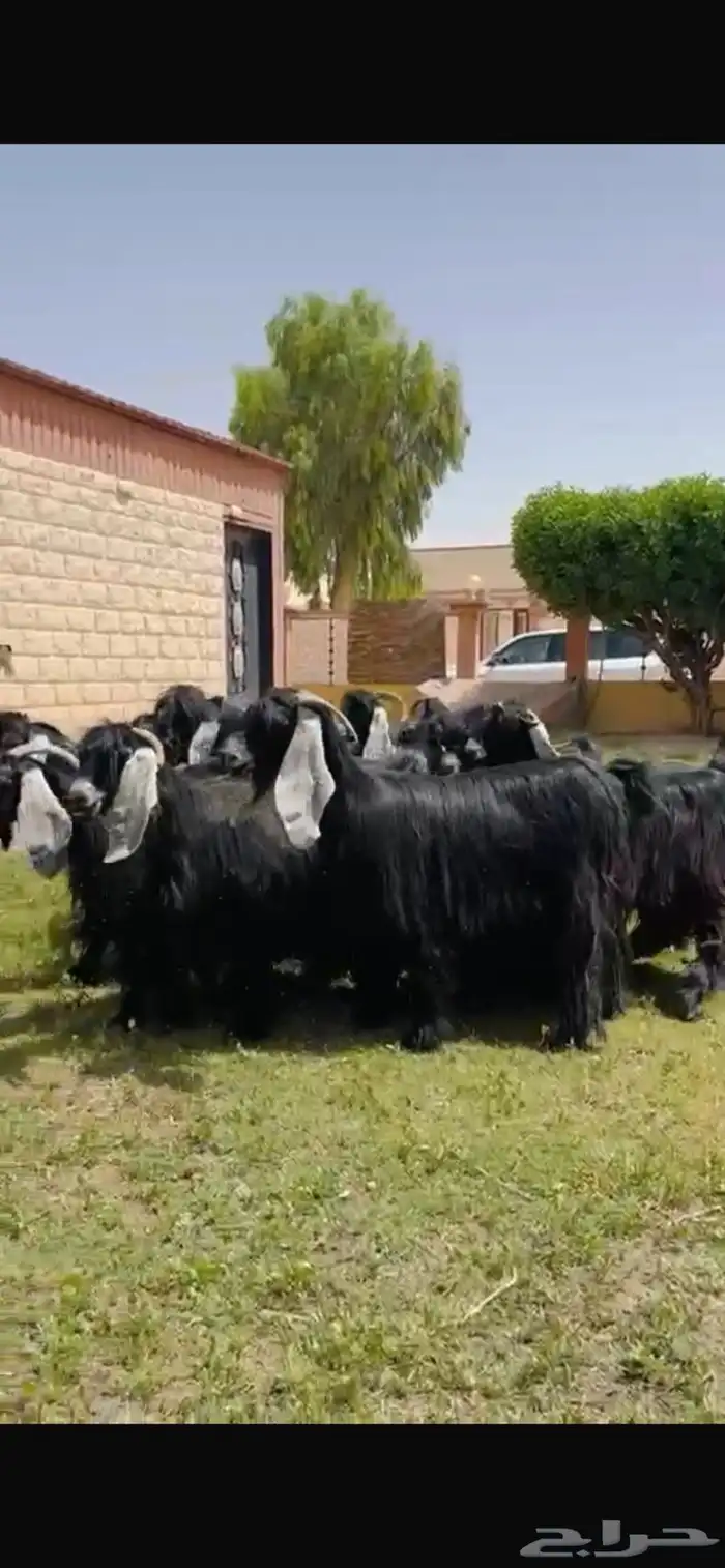 للبيع معزا عوارض نوادر خصم 0