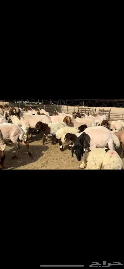 مطافيل مراح واحد طيب للبيع 13