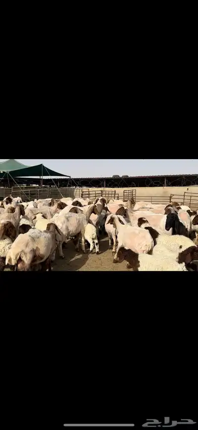 مطافيل مراح واحد طيب للبيع 3