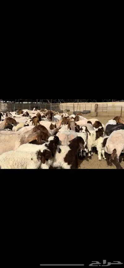 مطافيل مراح واحد طيب للبيع 16