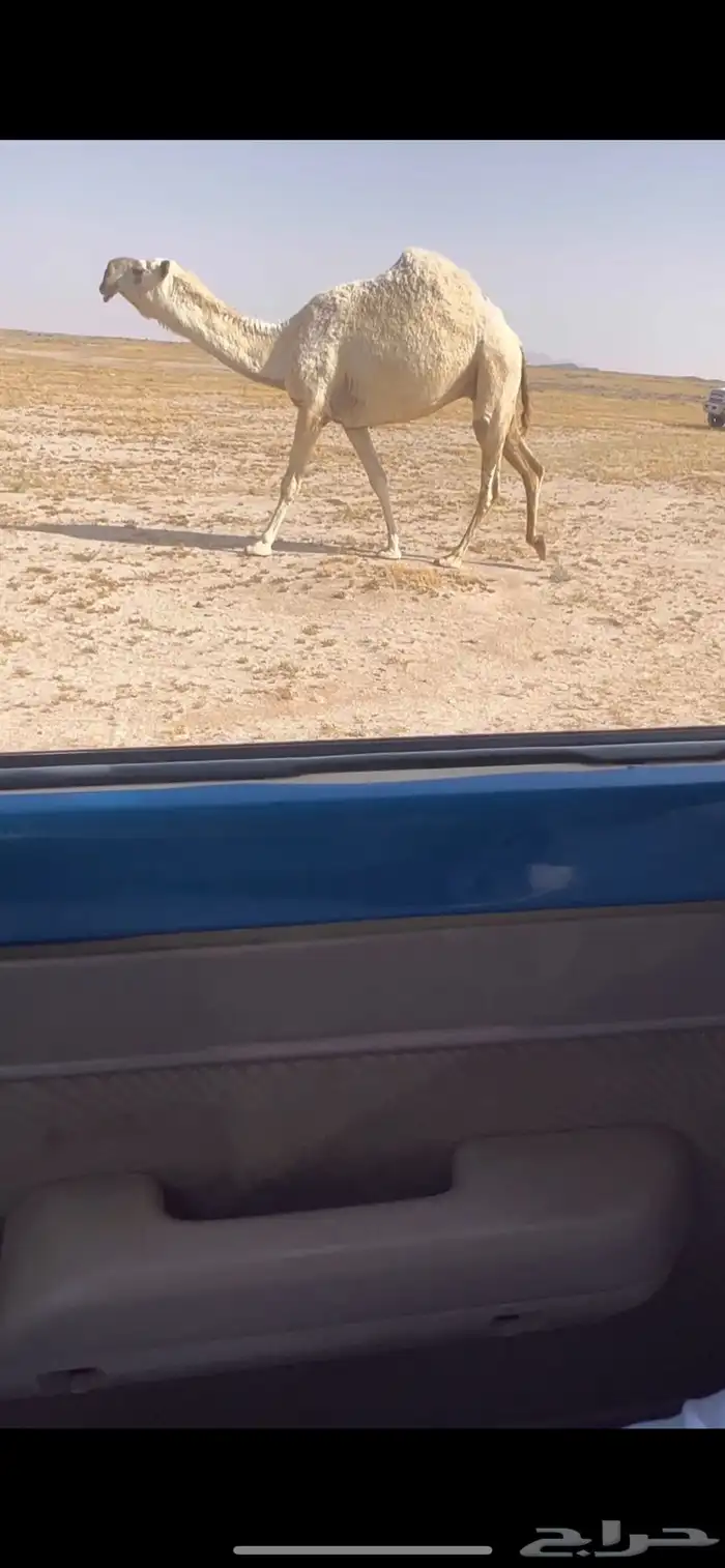 للبيع الوضحا الكفو 0