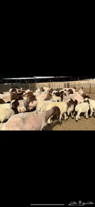 مطافيل مراح واحد طيب للبيع 1