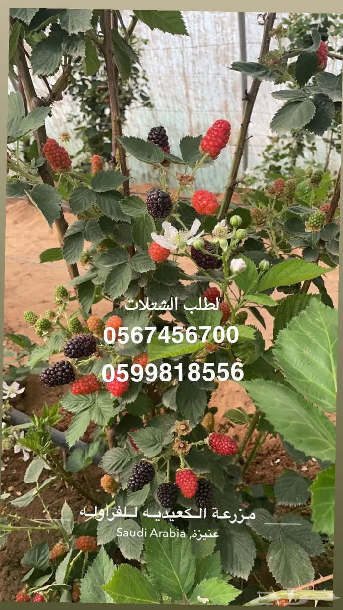 عرض خاص شتلات التوت البر ي بلاكبيري 0