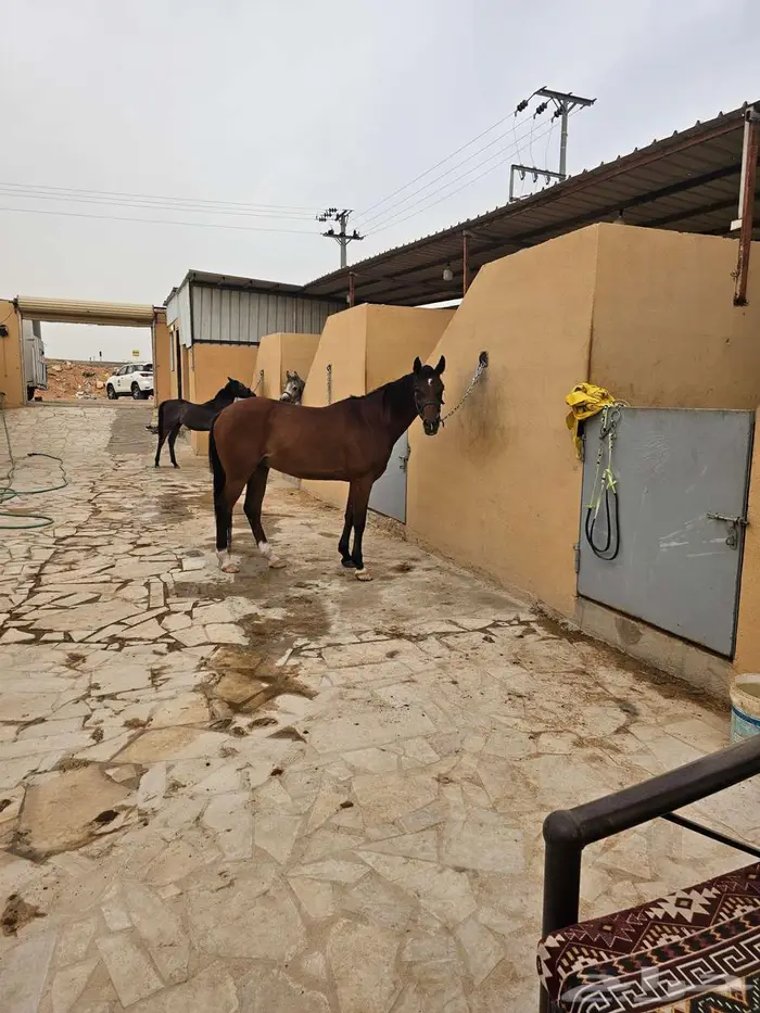مربط الثاير بالمزاحمية .ايواء ونقل الخيل 4