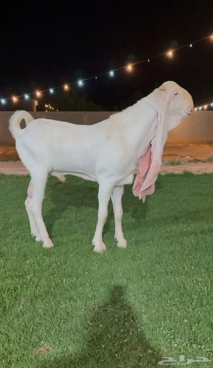 فحل هولندي ابيض ابرص خصم. من النوادر. البيض 0