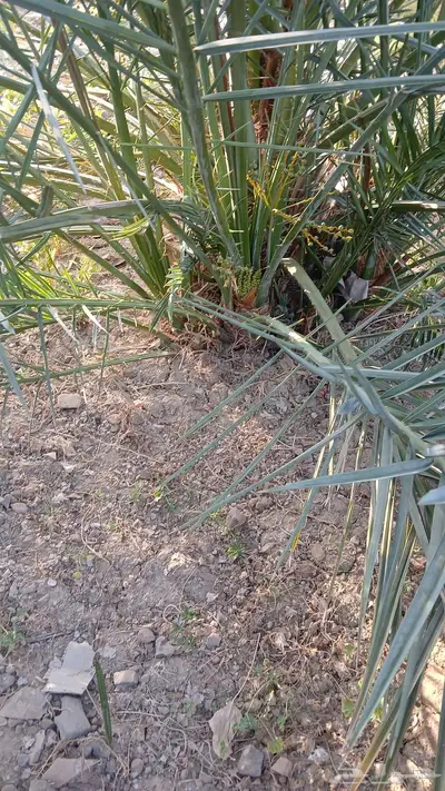 فسايل عجوه للبيع 0