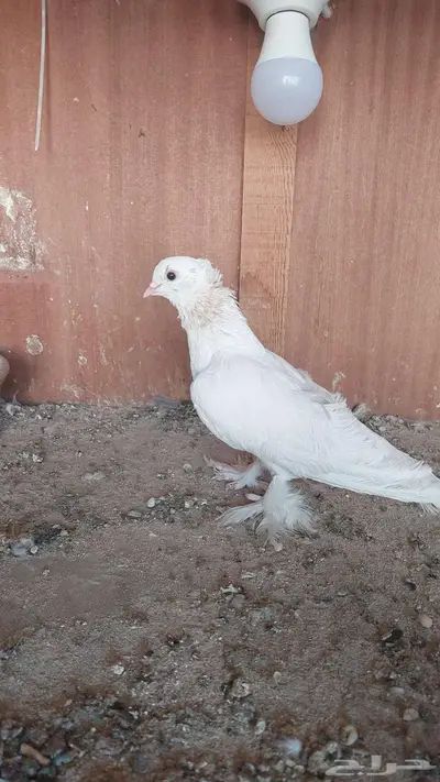 للبيع صنعاني 0