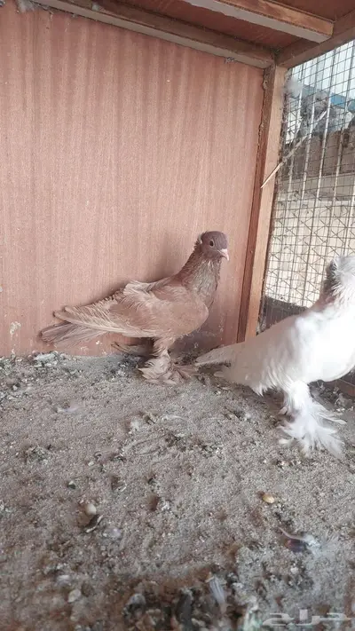 للبيع صنعاني 1