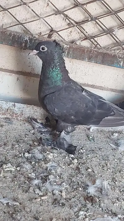 للبيع صنعاني 9