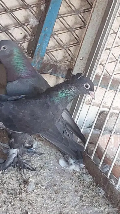 للبيع صنعاني 5