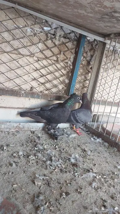 للبيع صنعاني 6