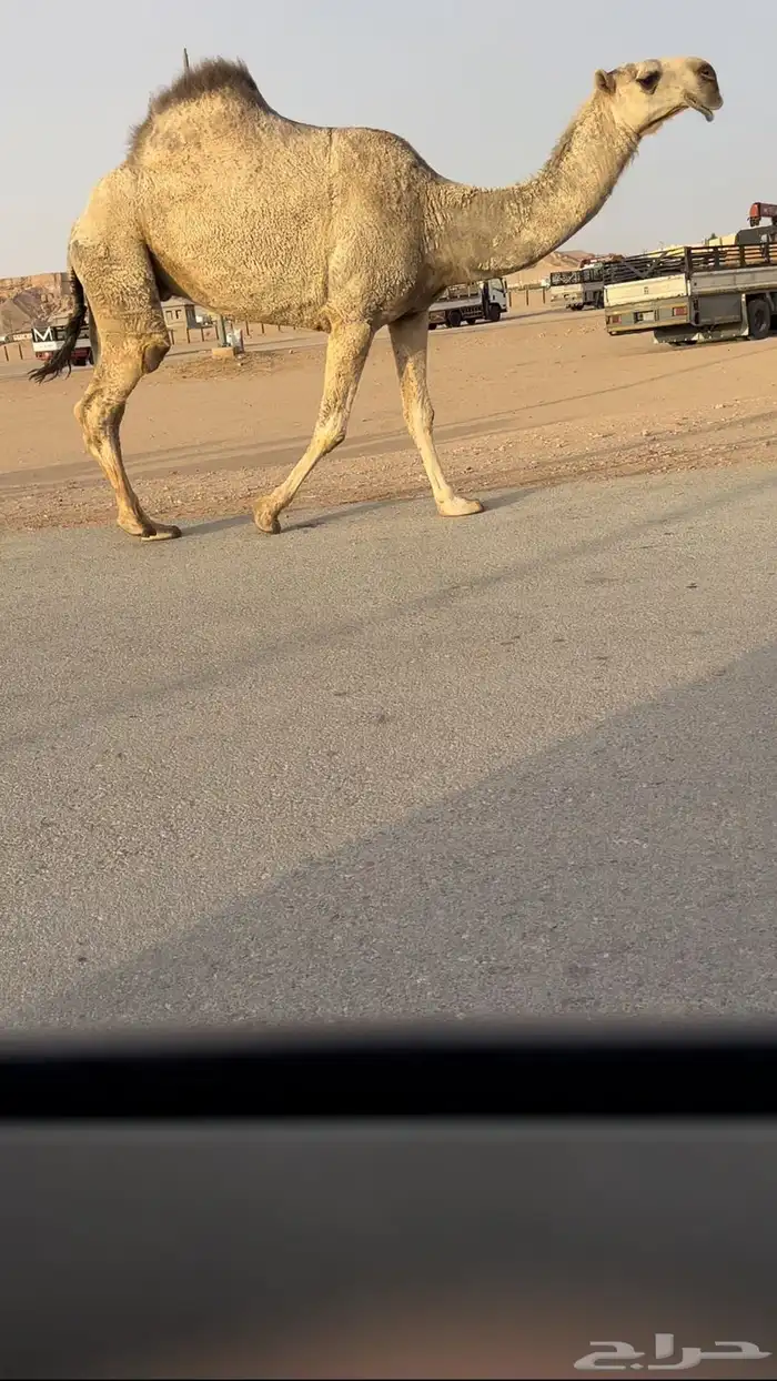للبيع شقحاء مزاين 2