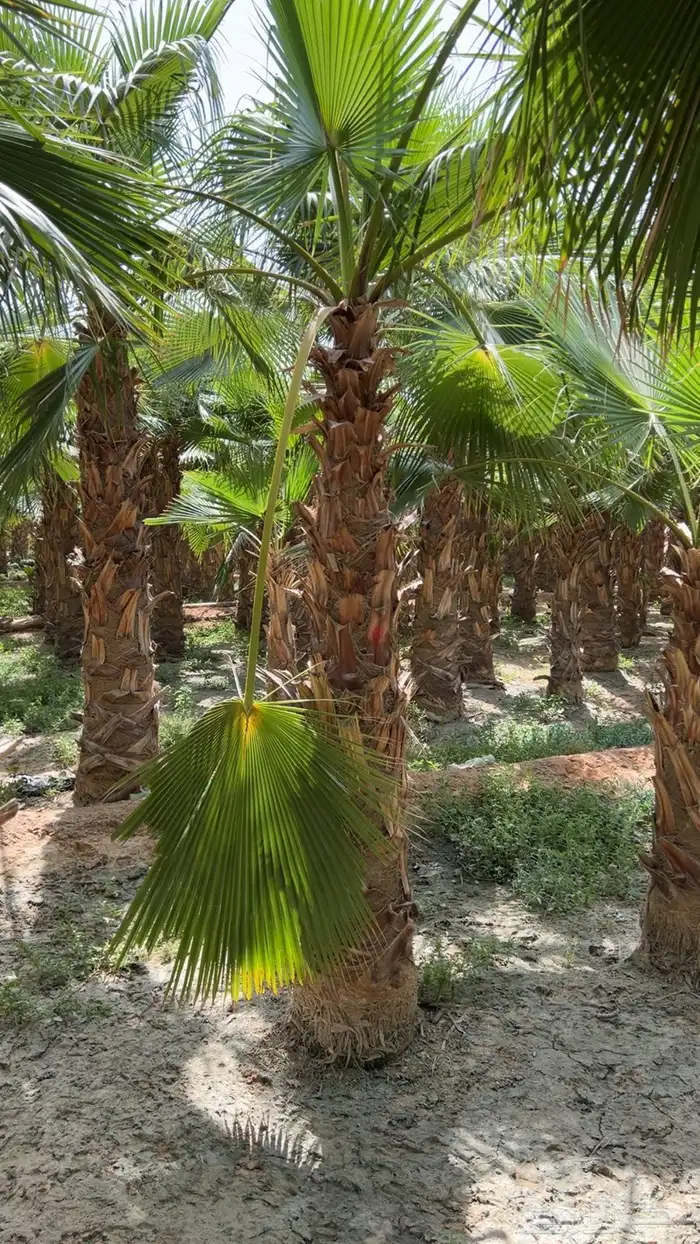 نخل واشنطني زينة امريكي للبيع كميات متوفر لكل الطلبات 2