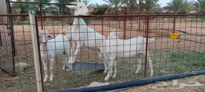 تيوس فحولة مستقبل . 7