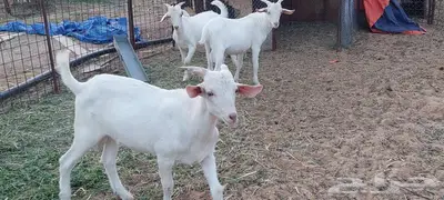 تيوس فحولة مستقبل . 5