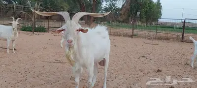 تيوس فحولة مستقبل . 4