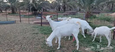 تيوس فحولة مستقبل . 3