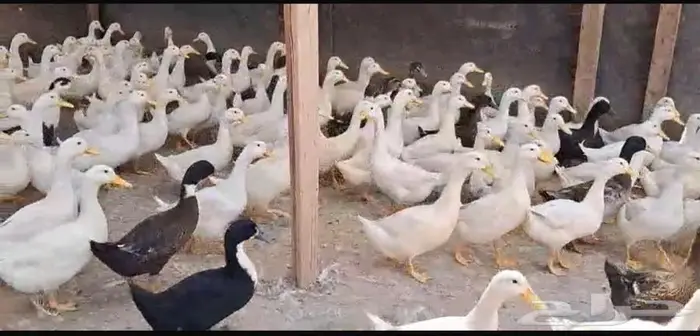 السمان والبط 0