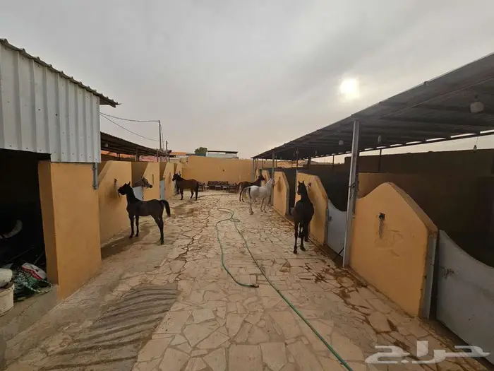 مربط الثاير بالمزاحمية .ايواء ونقل الخيل 3