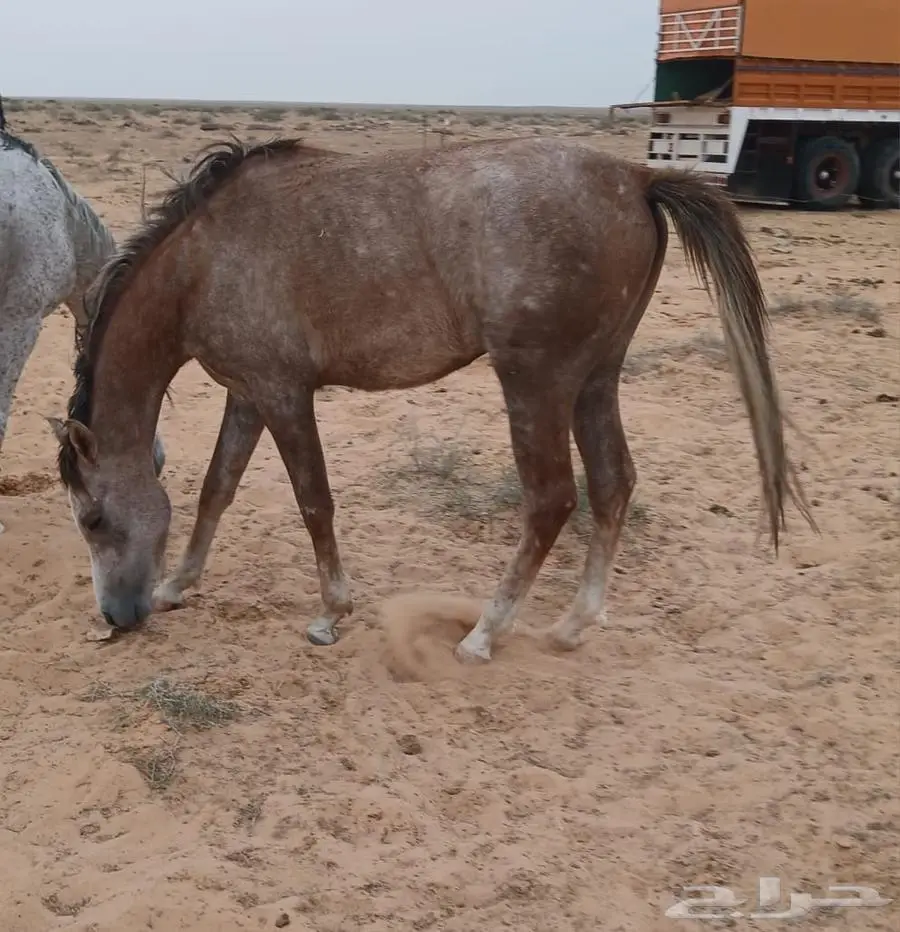 حصان عربي العمر سنتين جاهز للعسف 4
