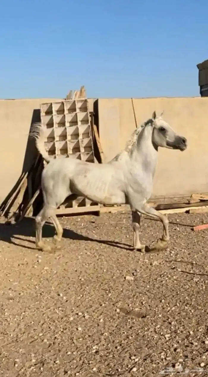 حصان شعبي للبيع 6