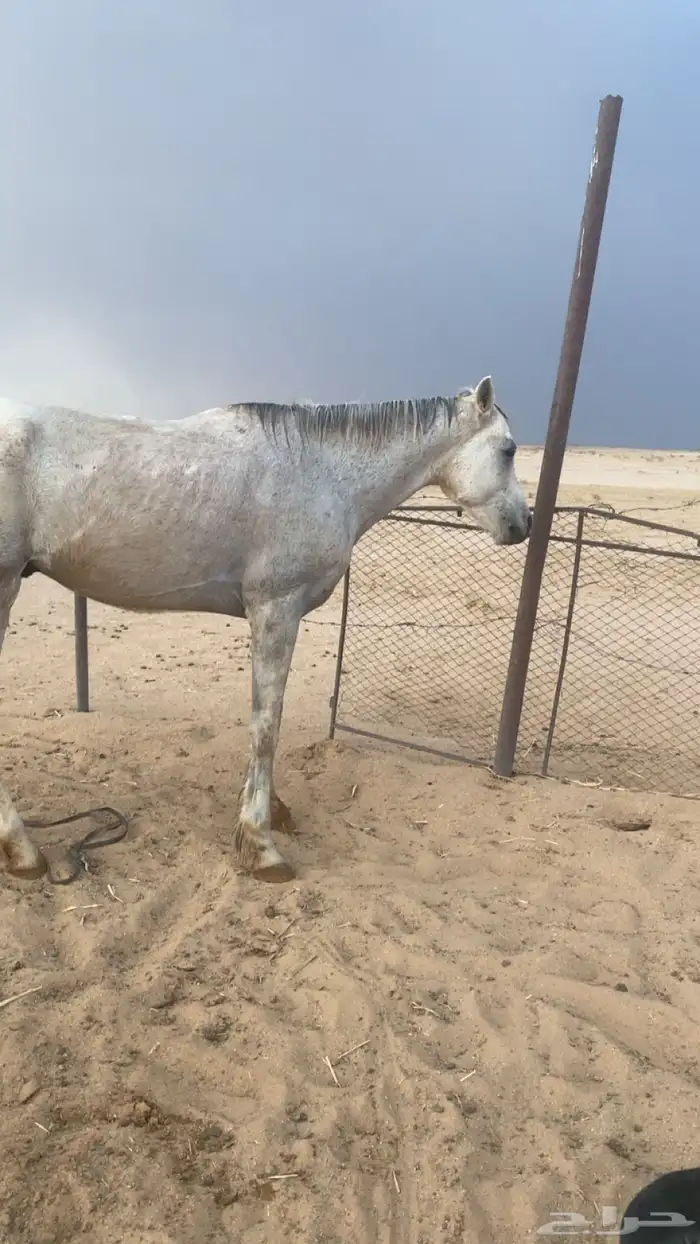 حصصان شعبي طرب 2