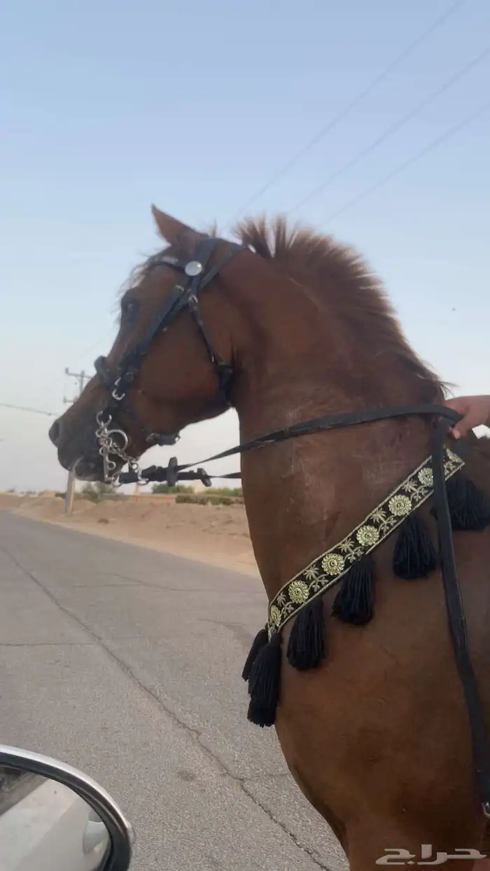 خيل شعبي كفو 3