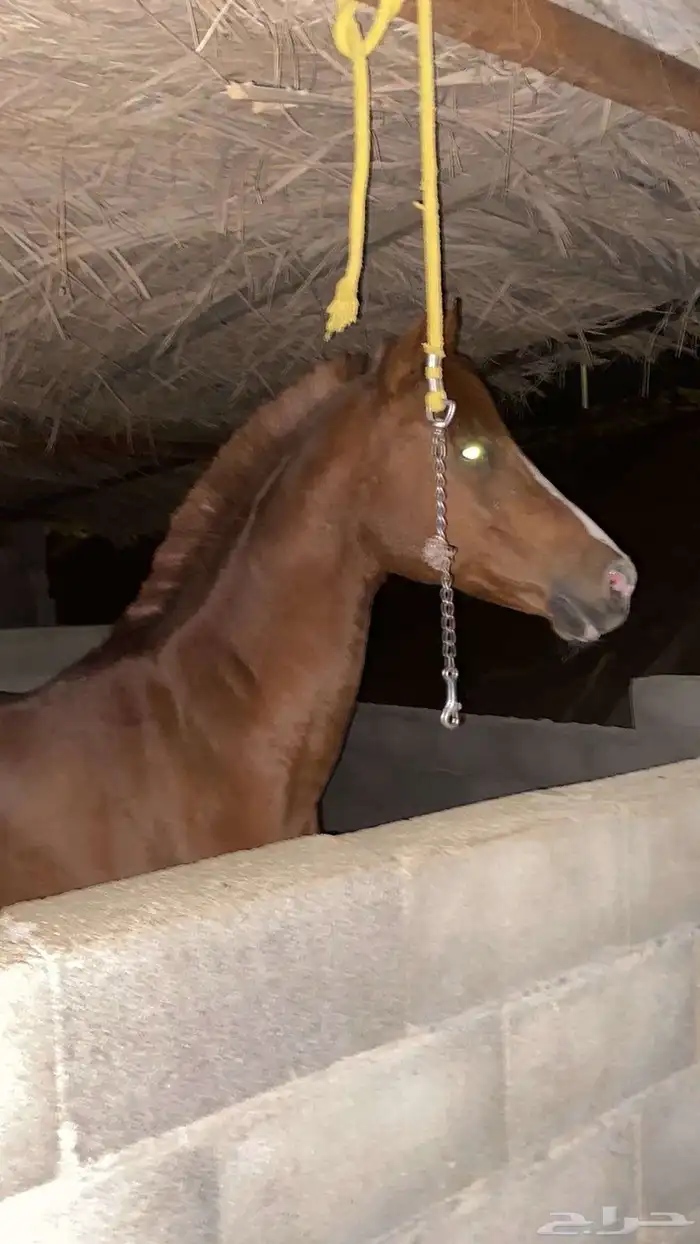 خيل شعبي كفو 1